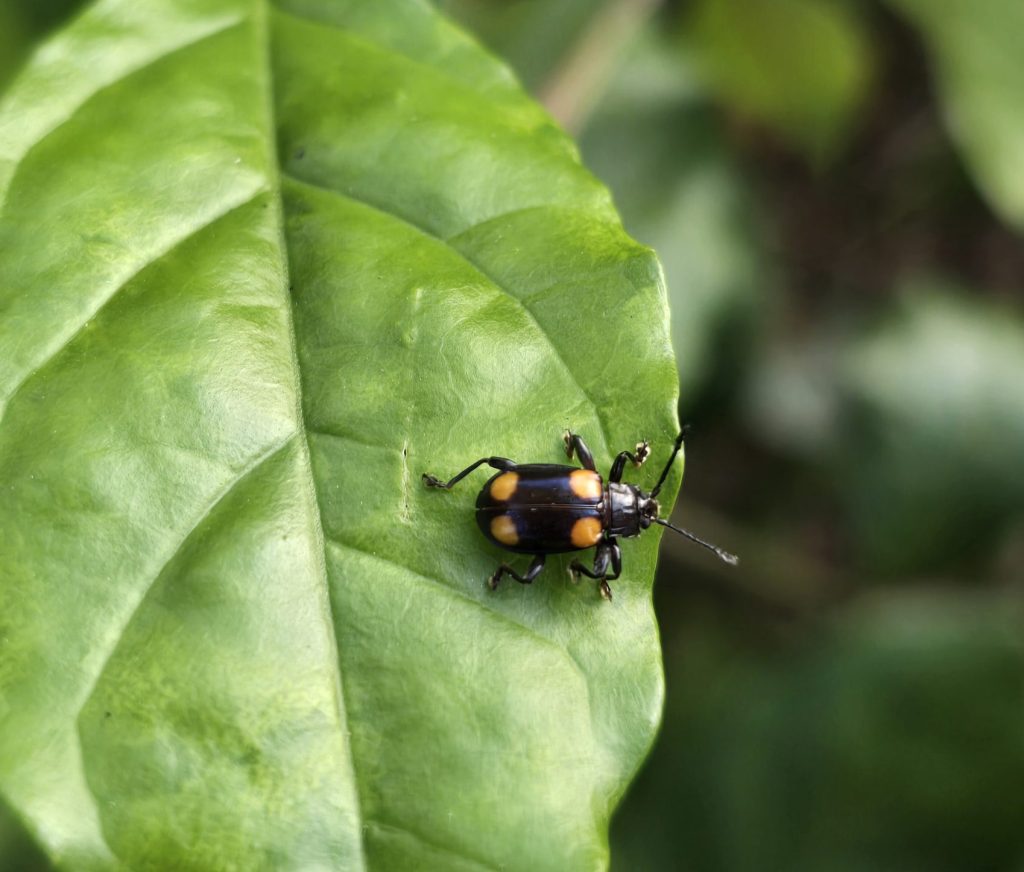 Pleasing Fungus Beetle (Aulacocheilus sp.)