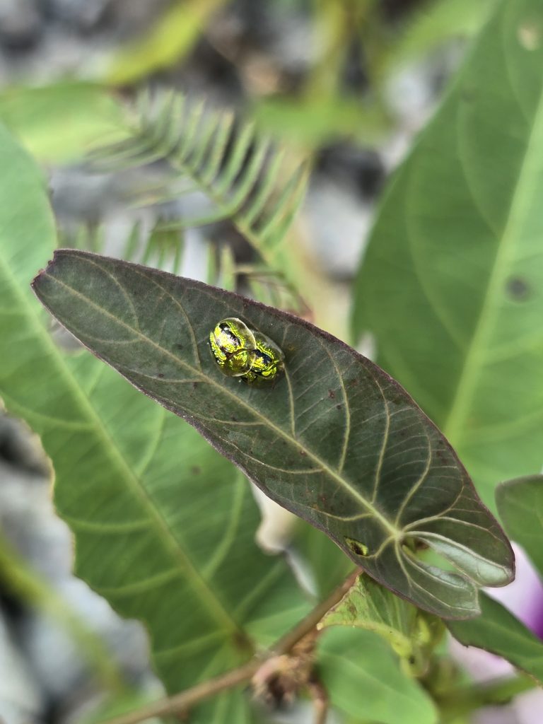 Green Tortoise Beetle (Cassida circumdata)