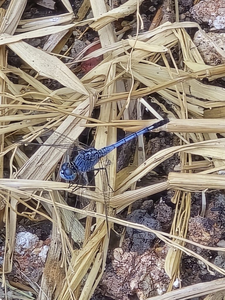 Chalky Percher (Diplacodes trivialis)