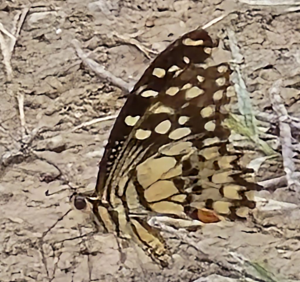 Lime Mormon (Papilio demoleus malayanus)