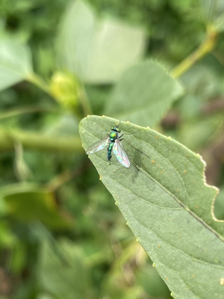 Chrysosoma leucopogon
