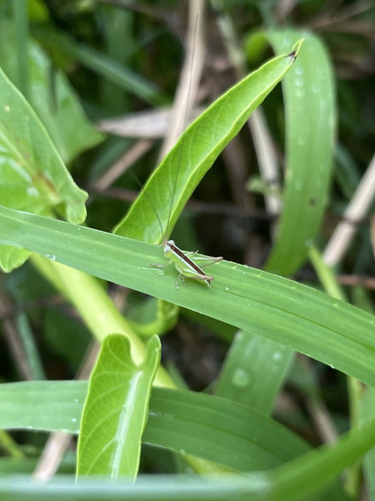 Spotted Meadow Katydid (Conocephalus maculatus)