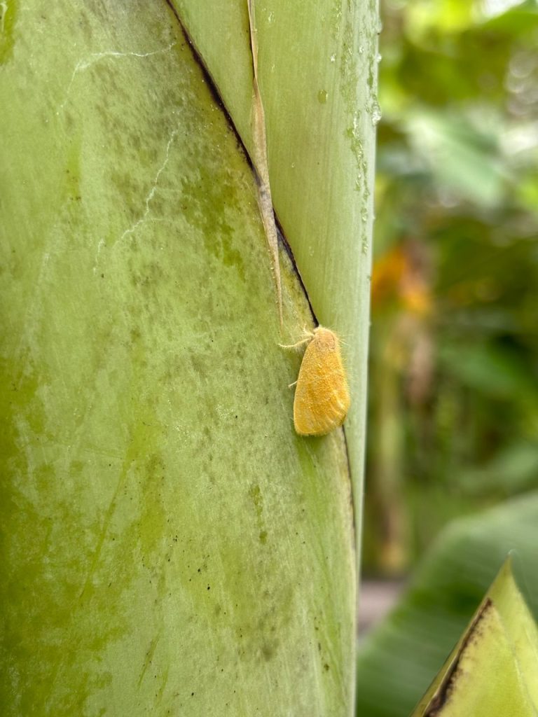 Yellow Tussock Moth (Euproctis lutea)