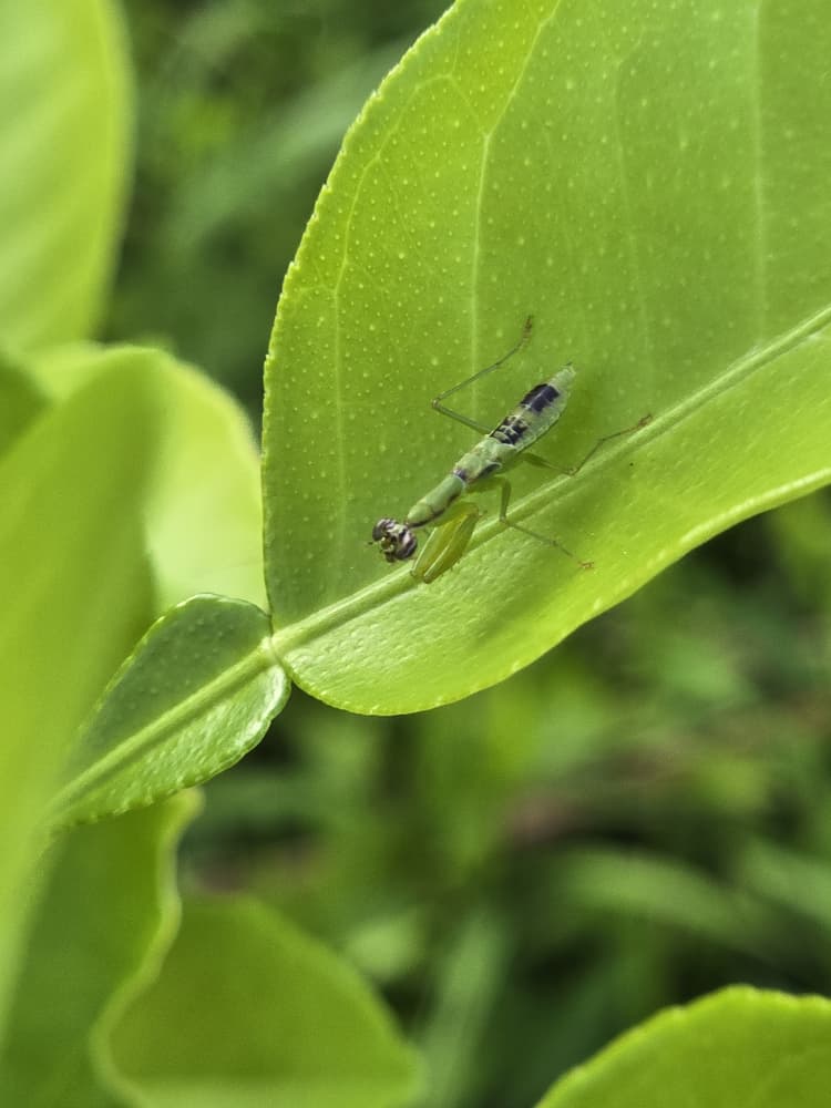 Asian ant mantis (Odontomantis planiceps)